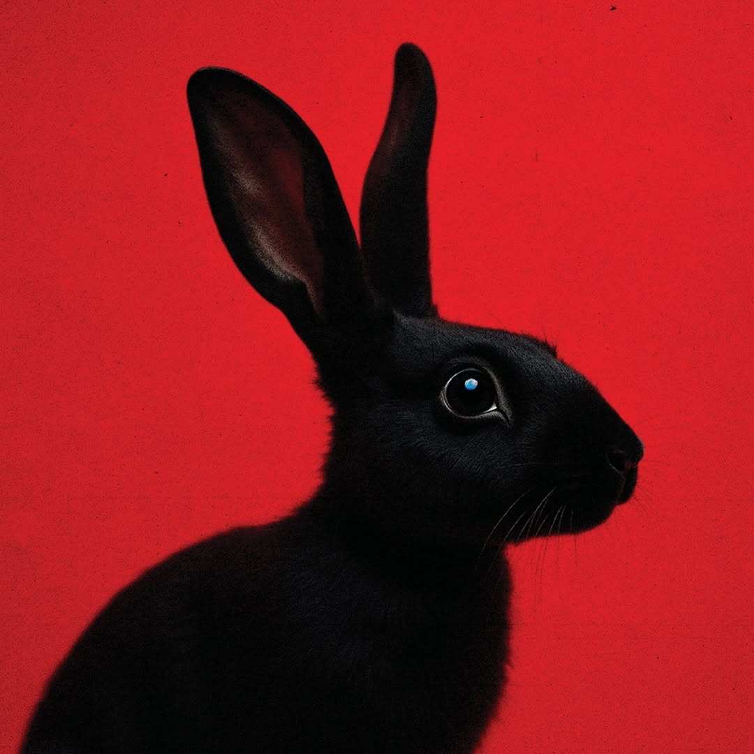 Design + Layout for RABBIT