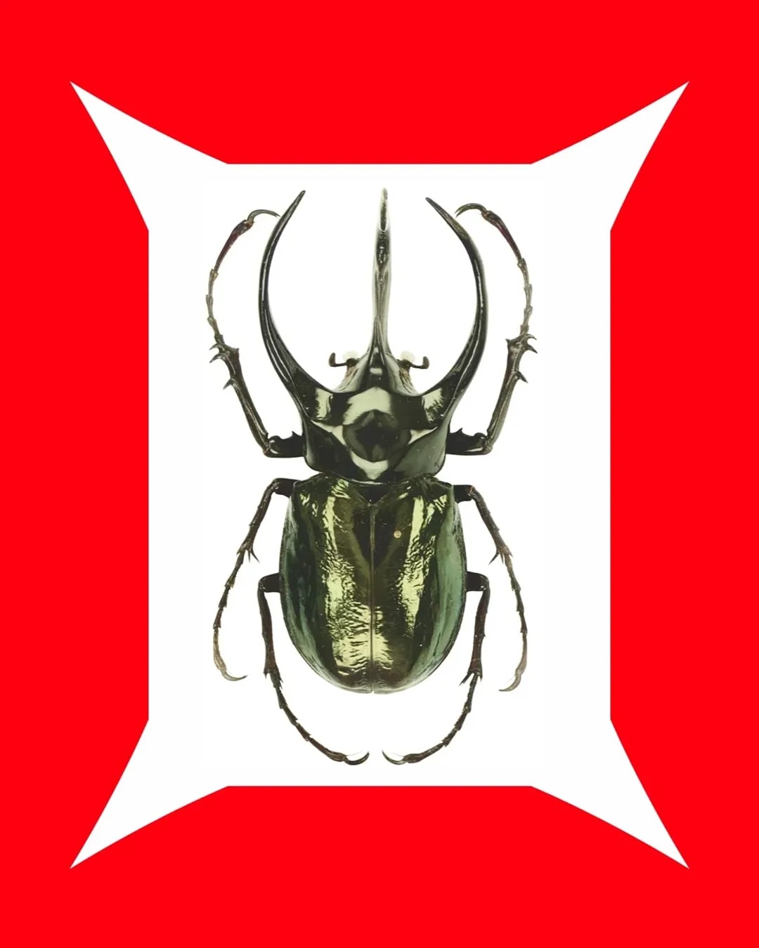 Cari Kulture