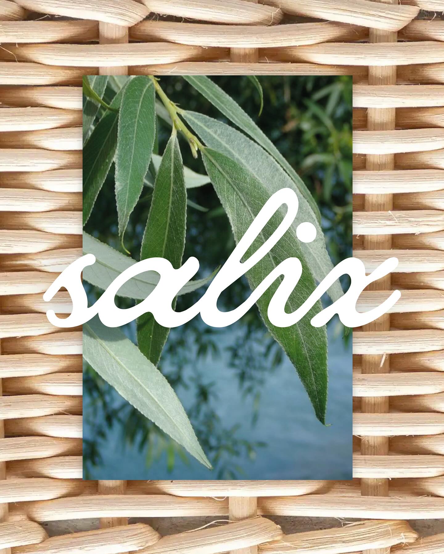 Maison Salix